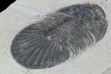 Platyscutellum Trilobite Fossil - Atchana, Morocco #100687-2